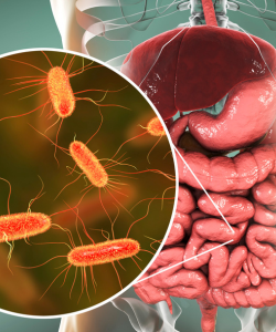 Anatomická ilustrácia tráviaceho systému s detailným záberom na črevnú mikroflóru – znázornenie baktérií spojených s črevnou dysbiózou.
