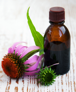 Echinacea purpurová – prírodný imunostimulant s antibakteriálnymi a antivirálnymi vlastnosťami. Používa sa na posilnenie imunity a podporu pri infekciách dýchacích ciest.