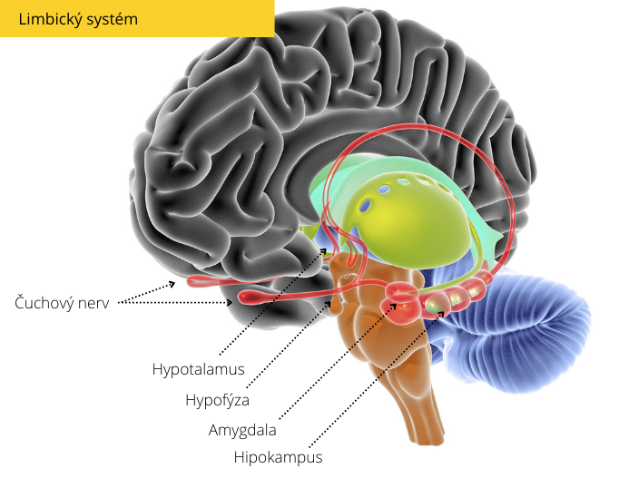 Schéma limbického systému mozgu so zobrazením čuchového nervu, hypotalamu, hypofýzy, amygdaly a hipokampu. Základné anatomické štruktúry limbického systému, ktoré ovplyvňujú emócie a pamäť.