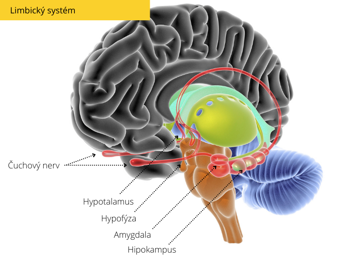 limbic1