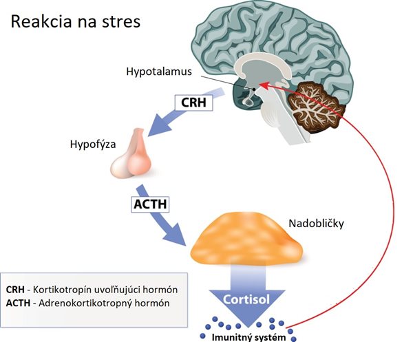 Grafické znázornenie stresovej reakcie a aktivácie osi hypotalamus-hypofýza-nadobličky (HPA), ktorá vedie k uvoľneniu kortizolu a následnému vplyvu na imunitný systém.