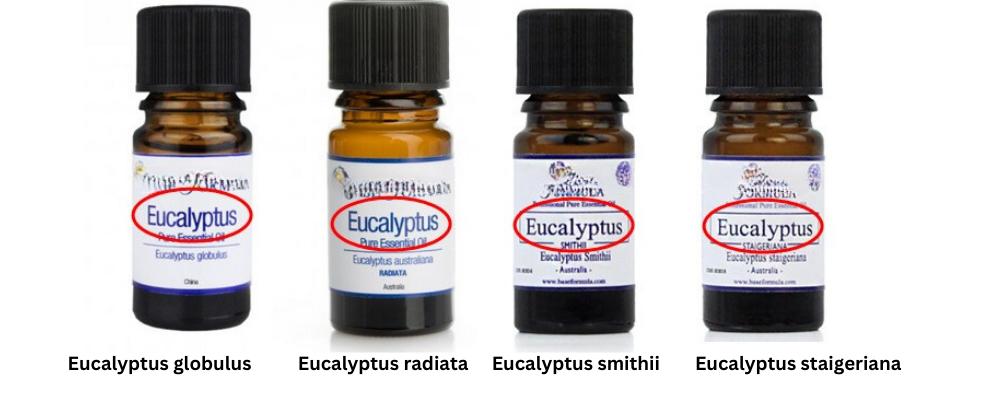 Štyri druhy eukalyptového esenciálneho oleja s vedeckými názvami: Eucalyptus globulus, Eucalyptus radiata, Eucalyptus smithii a Eucalyptus staigeriana.