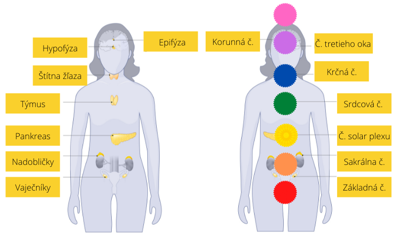 chakra_endocrine