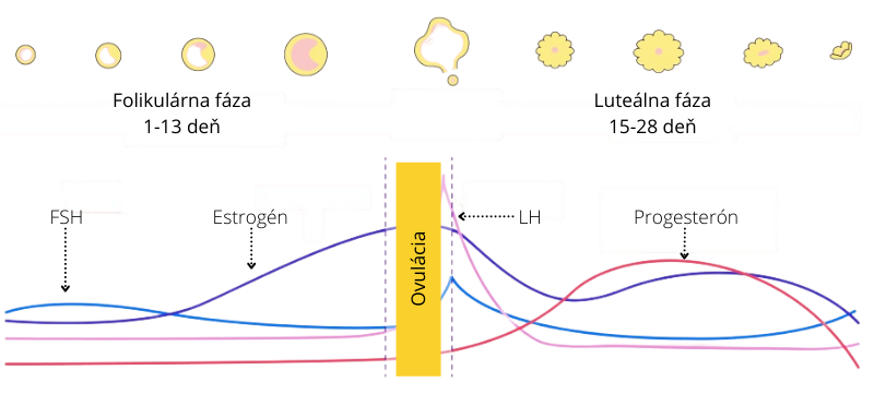 hl9-1